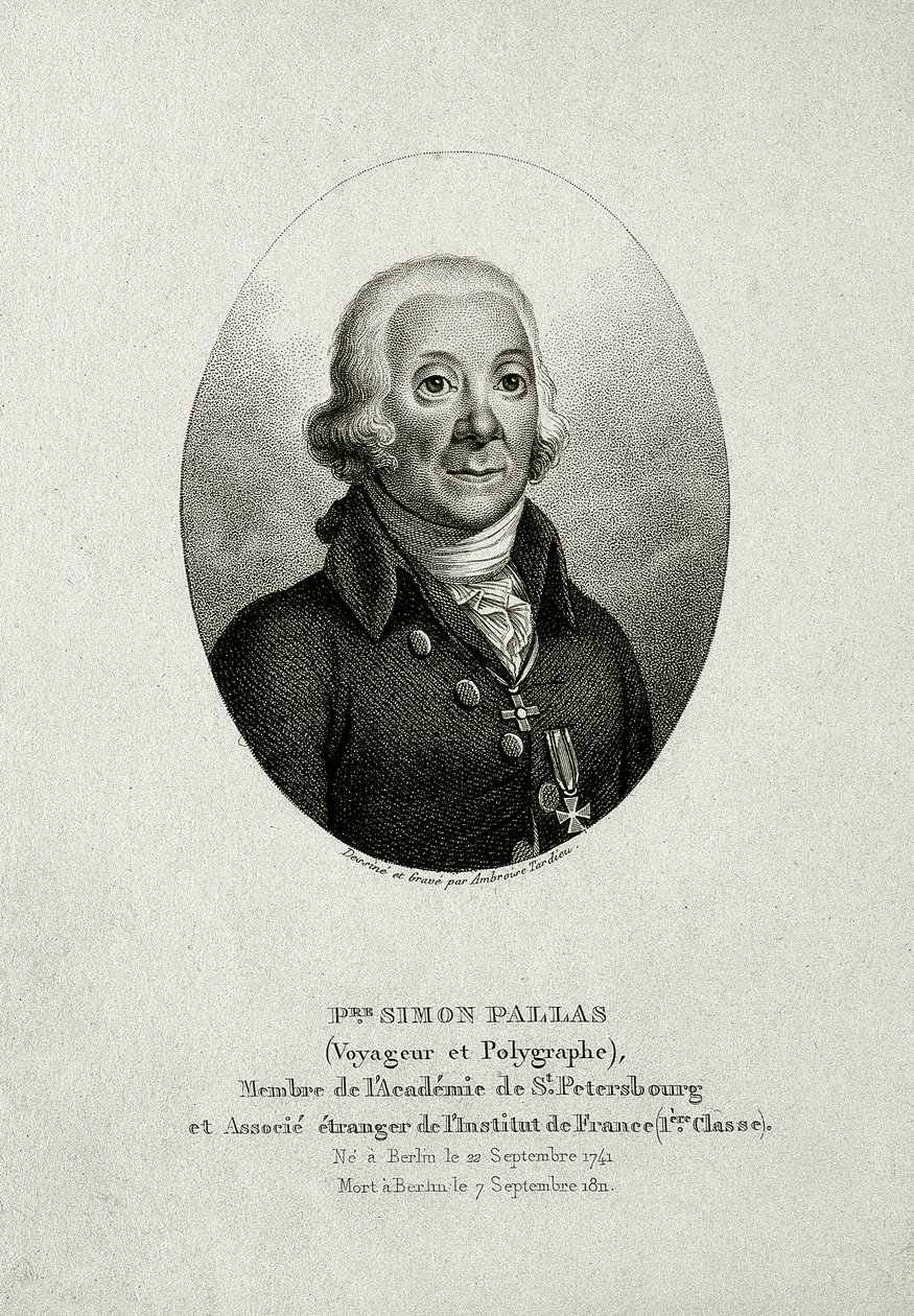 Petr Šimon Pallas. (1741 – 1811) (Čárová rytina) od German School