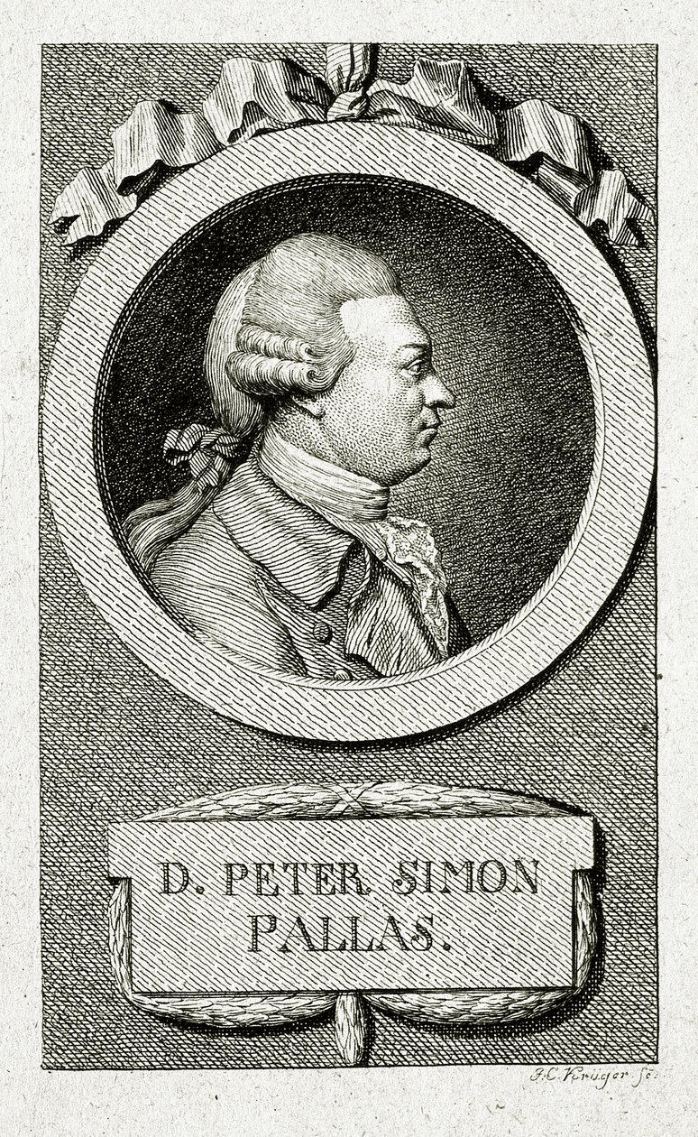 Petr Šimon Pallas. (1741 – 1811) (Čárová rytina) od German School