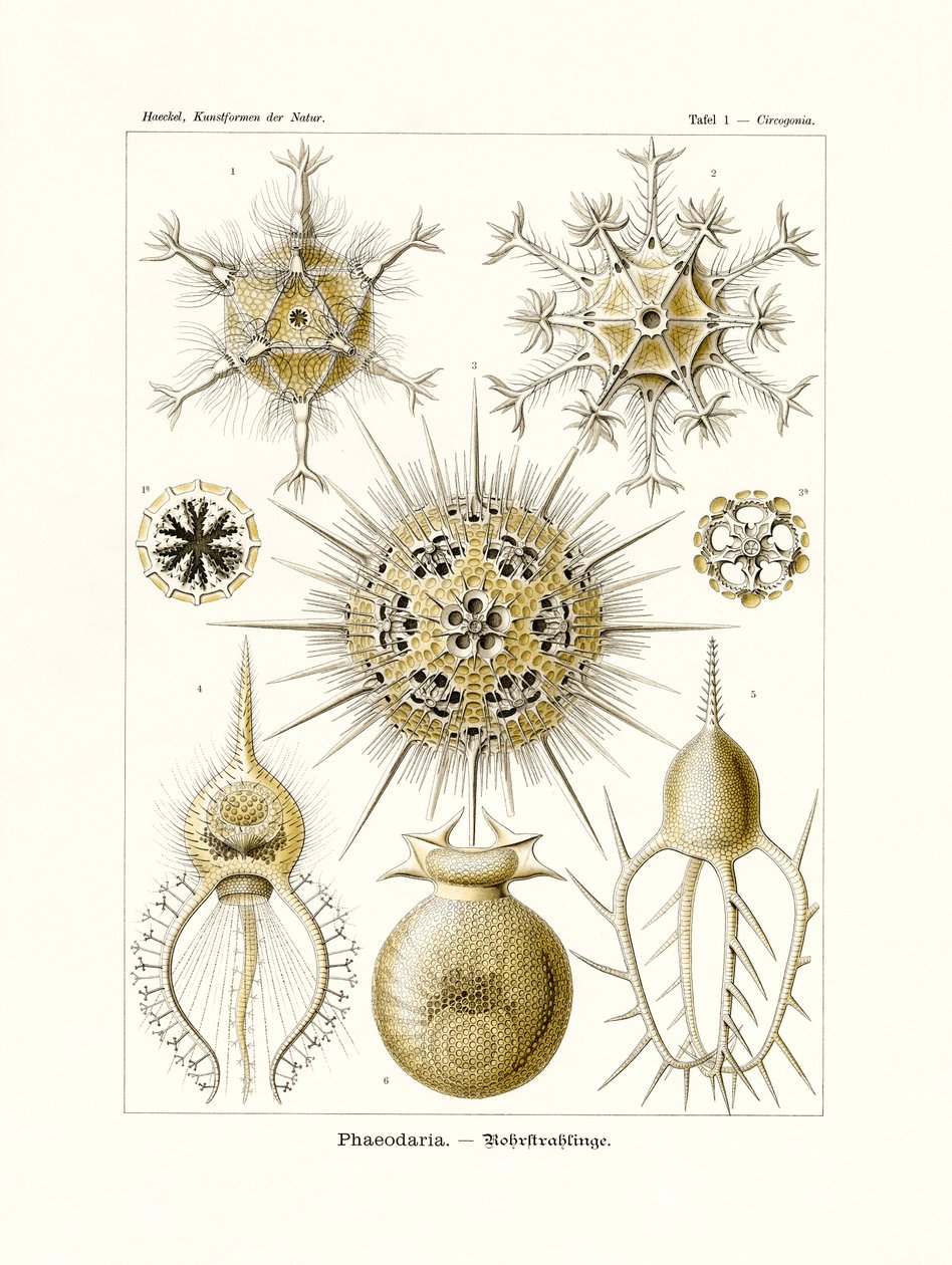 Phaeodaria, 1899-1904 od German School