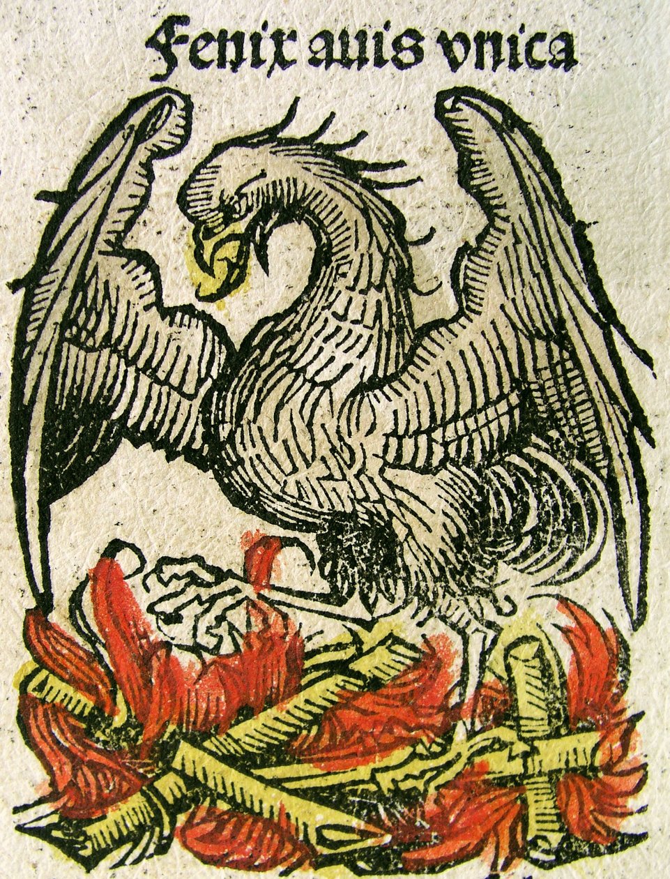 Phoenix publikoval v Norimberské kronice, 1493 od German School