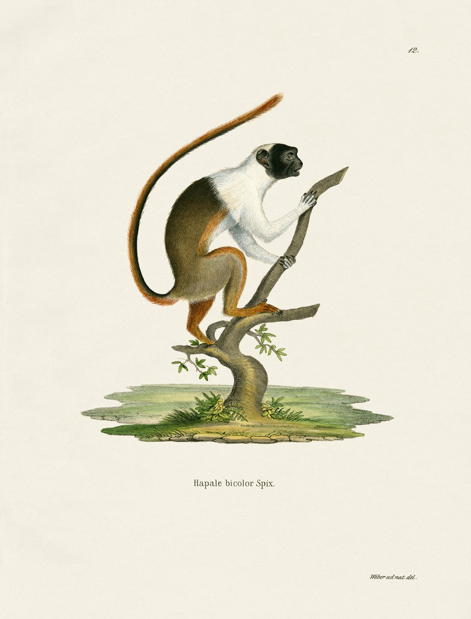 Pied Tamarin (barevná rytina) od German School