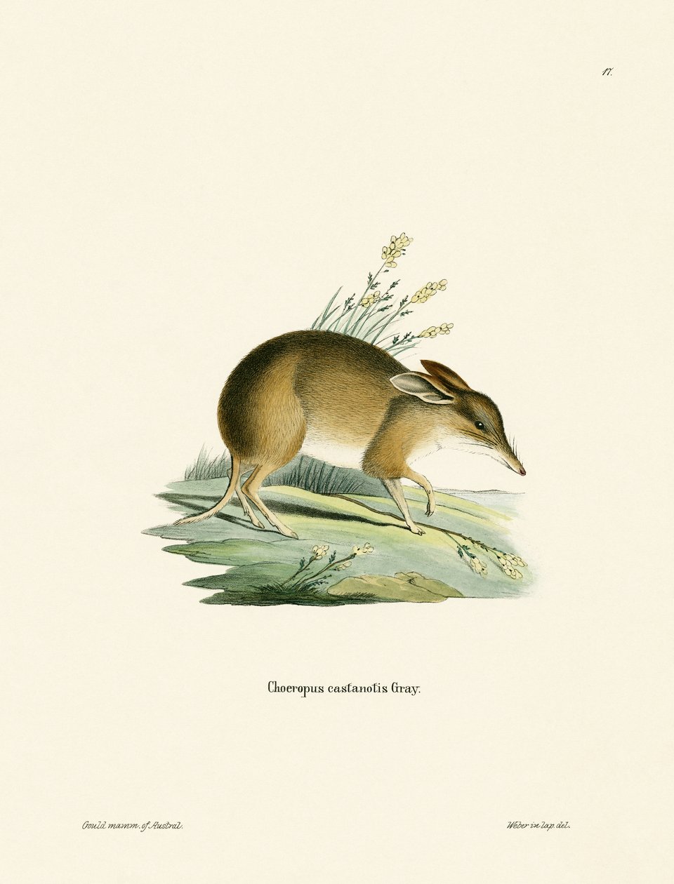 Bandicoot prasečí (barevná rytina) od German School