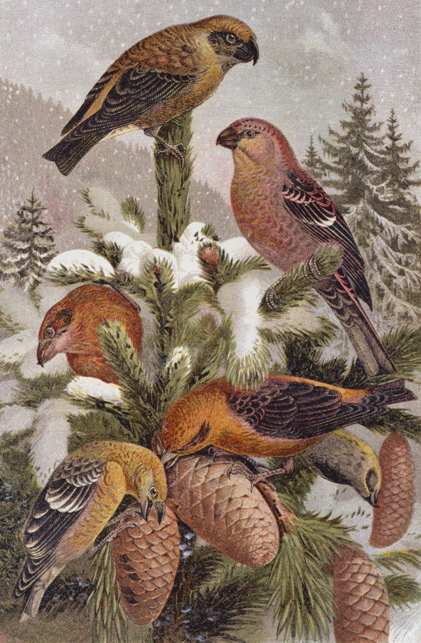 Pine Grosbeak and Crossbill, deska z Brehms Tierleben: Allgemeine Kunde des Tierreichs, sv. 314, vydal Bibliographisches Institut, 1891 od German School