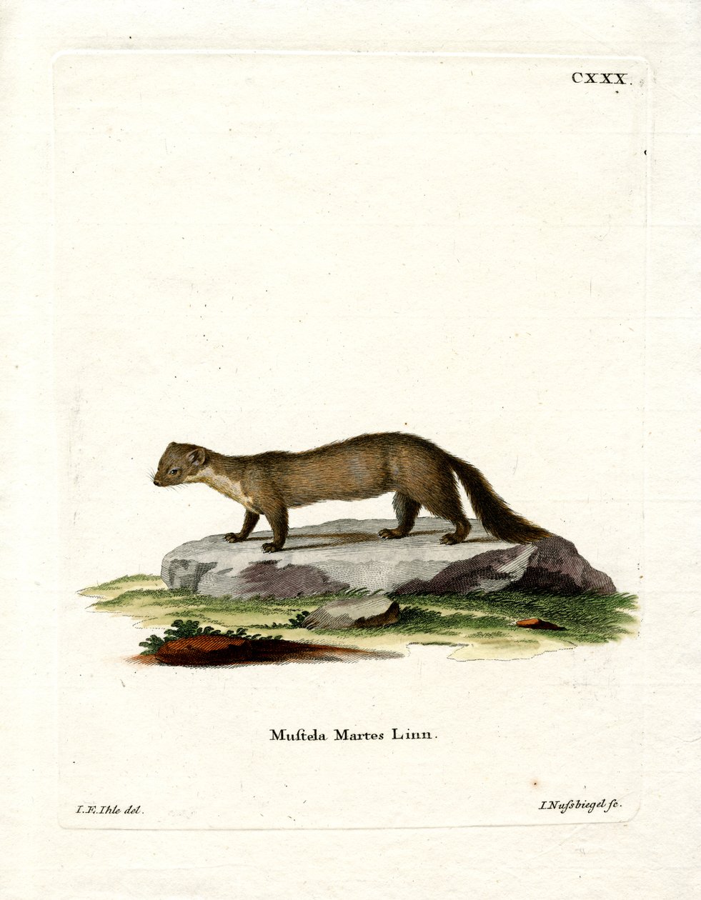 Pine Marten (barevná rytina) od German School