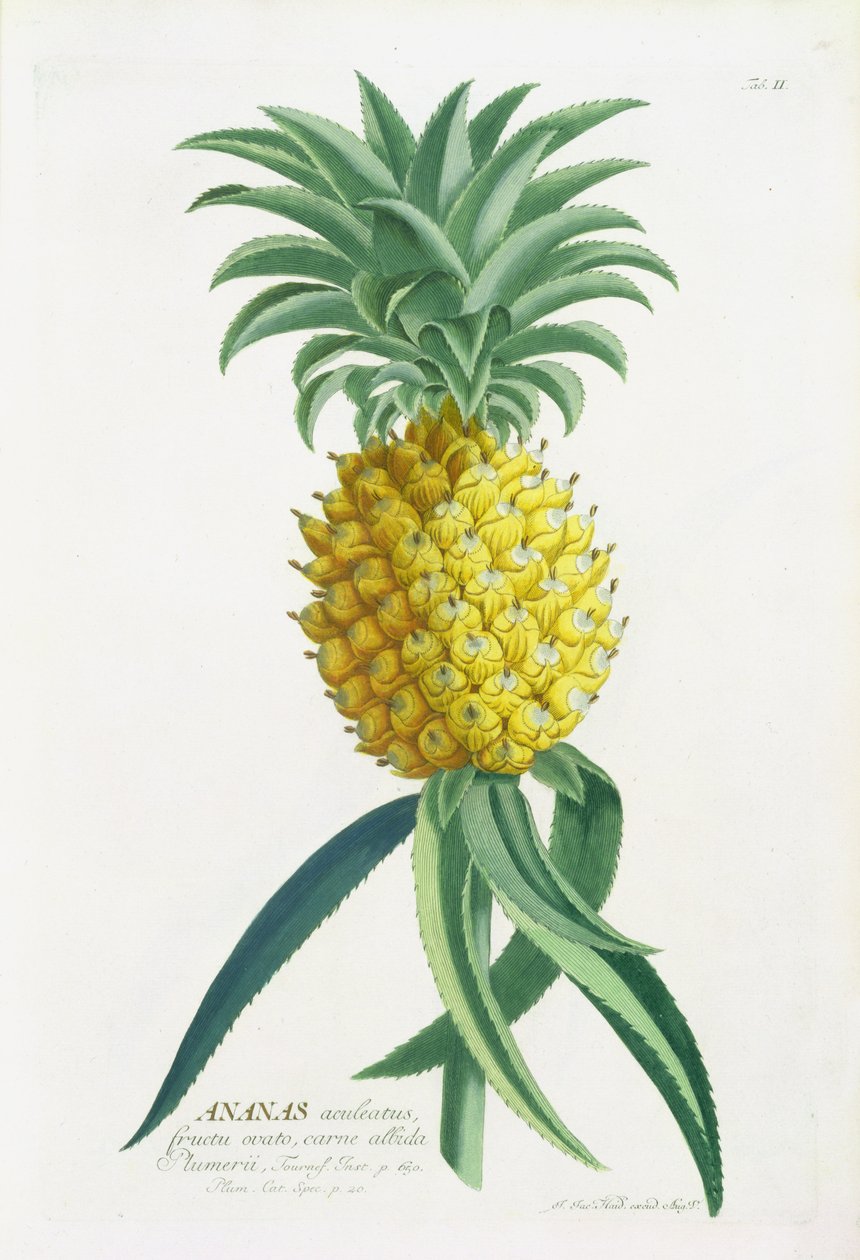 Ananas vyrytý Johannem Jakobem Haidem (1704-67) od German School