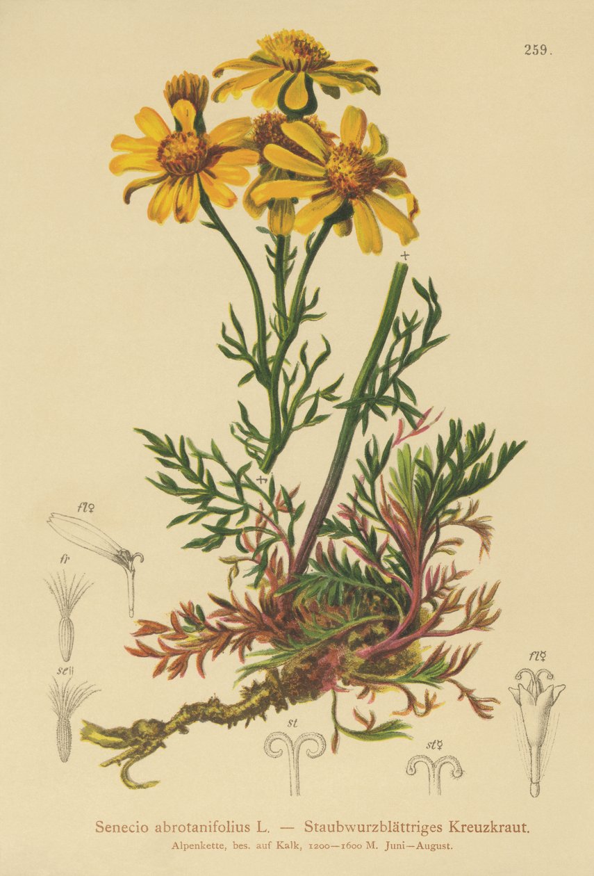 Starček zpeřený (Senecio abrotanifolius, Jacobaea abrotanifolia) od German School