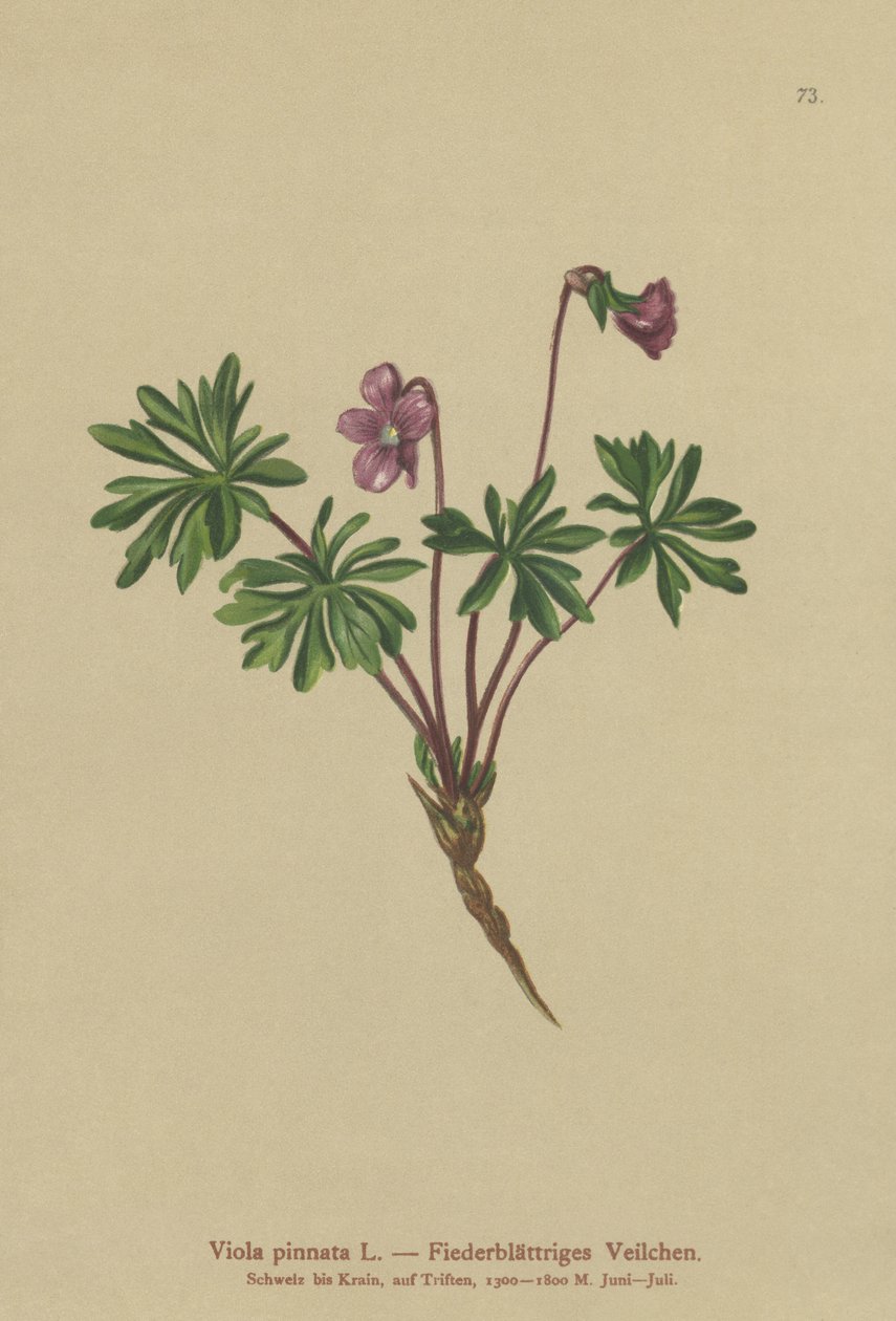 Zpeřená fialka (Viola pinnata) od German School
