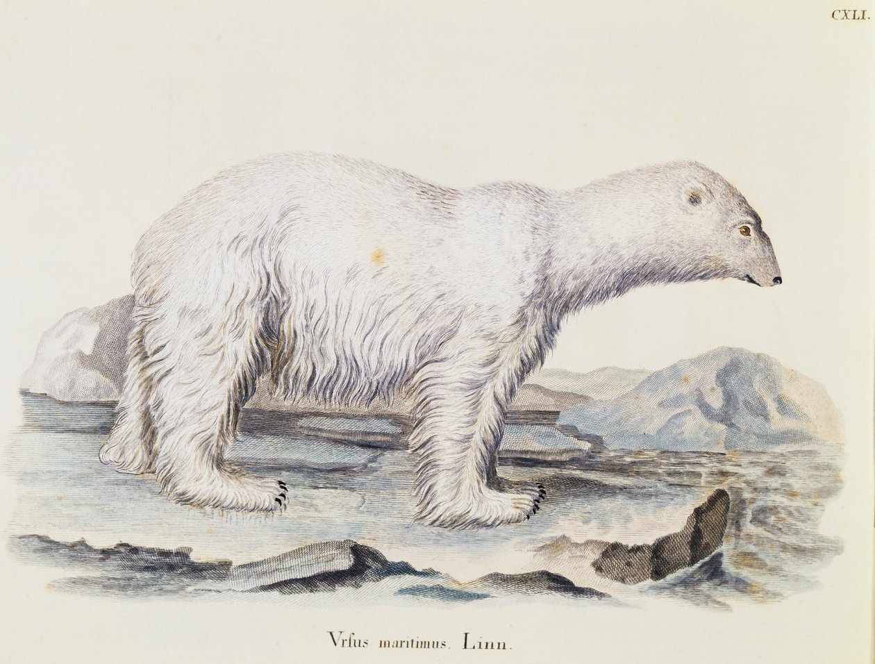 Lední medvěd (Ursus maritimus), ze Savců ilustrovaných z přírody s popisy, Johann Christian Daniel von Schreber (1739-1810), rytina IC Bock podle kresby Marechala, svazek 3, tabulka 141, Německo od German School