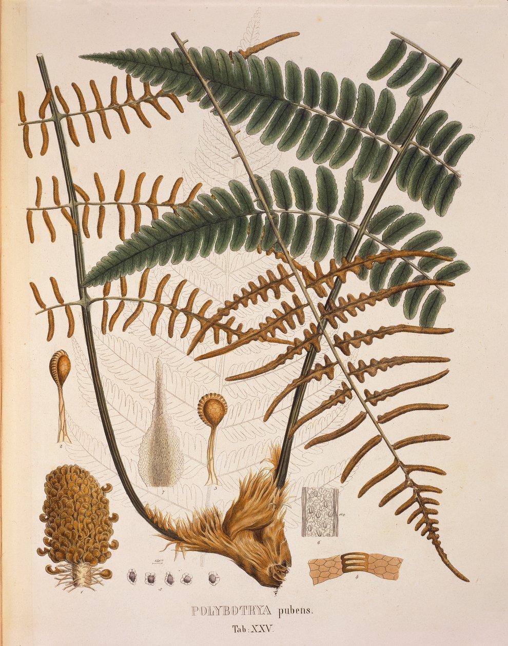 Polybotrya Pubens, stůl XXV z ‚Plantarum Cryptogamicarum Brasiliensium‘ od Johanna Baptista Von Spix a Carl Friedrich von Martius od German School