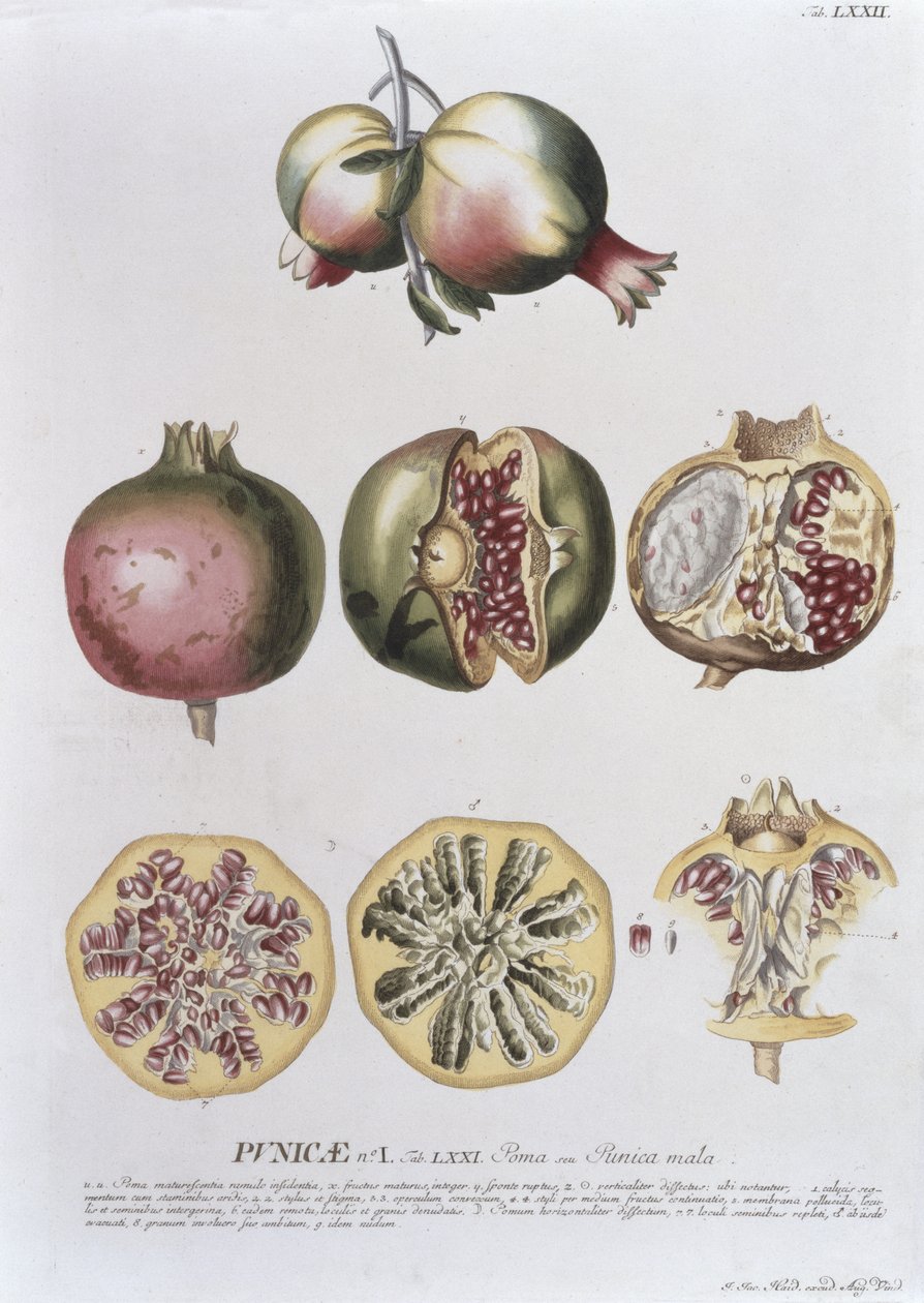 Granátové jablko, ryl Johann Jakob Haid (1704-67) deska 72 z botanické knihy, hospoda. od Augusta Vinda od German School