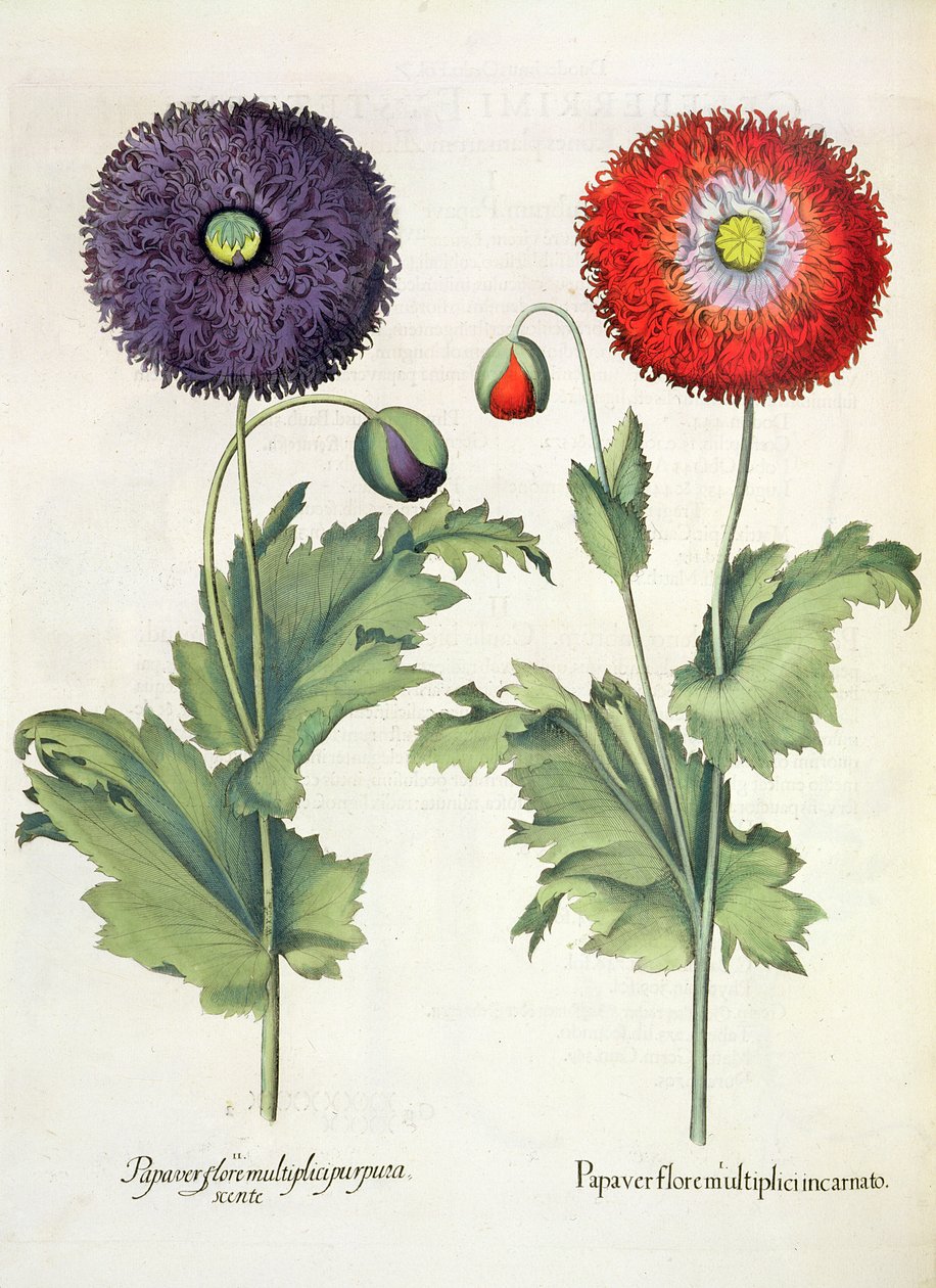 Vlčí máky: 1. Vlčí mák ve vícekvětém vtělení; 2. Květ papaveru z Hortus Eystettensis od Basila Beslera (1561-1629), hospoda. 1613 od German School