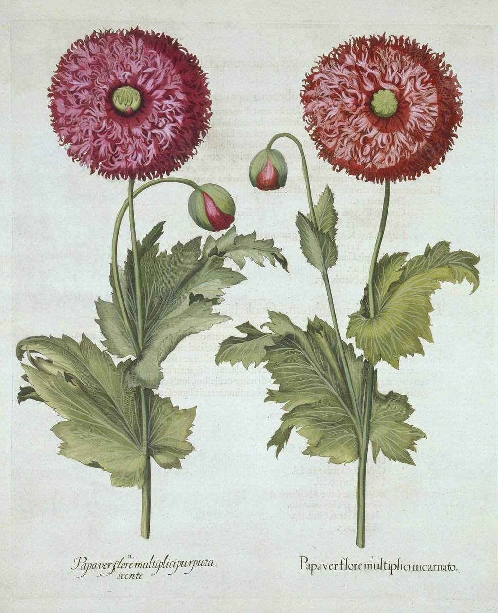 Máky, od Hortus Eystettensis, od Basila Beslera (1561-1629) hospoda. 1613 od German School