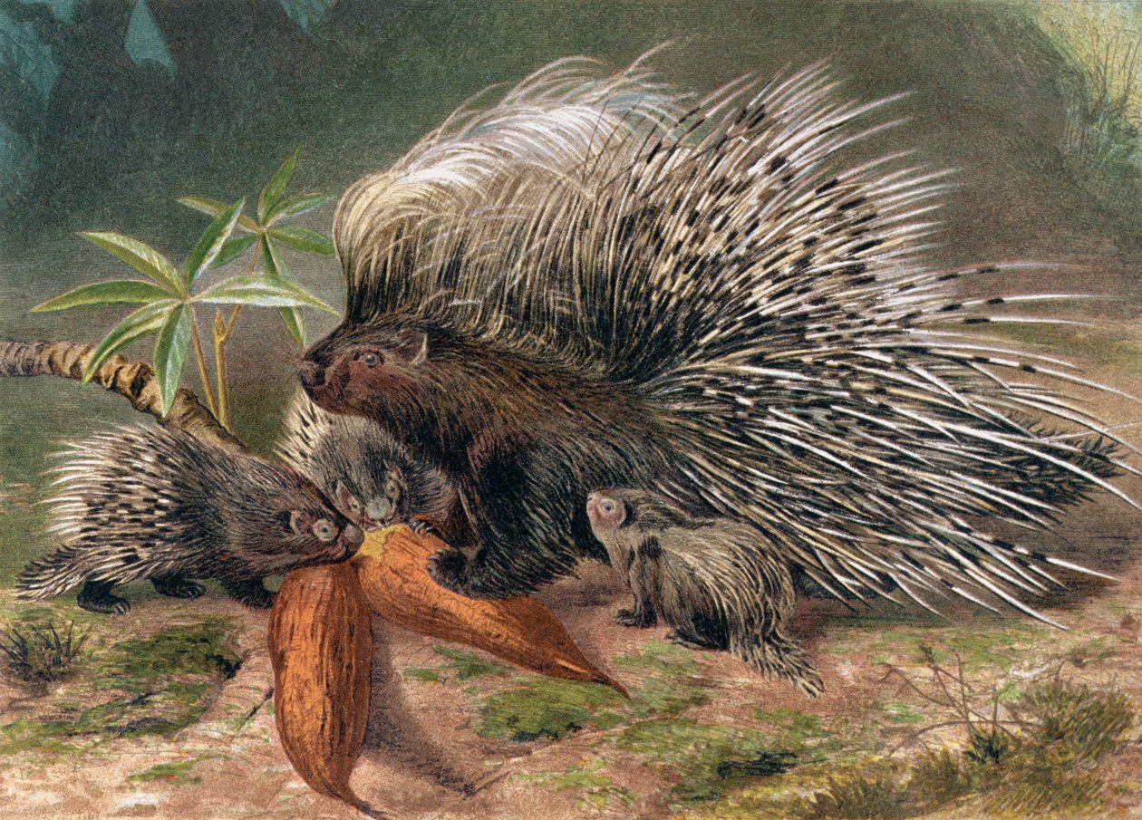 Dikobraz, talíř z Brehms Tierleben: Allgemeine Kunde des Tierreichs, sv. 2, str. 560, vydal Bibliographisches Institut, 1890 od German School