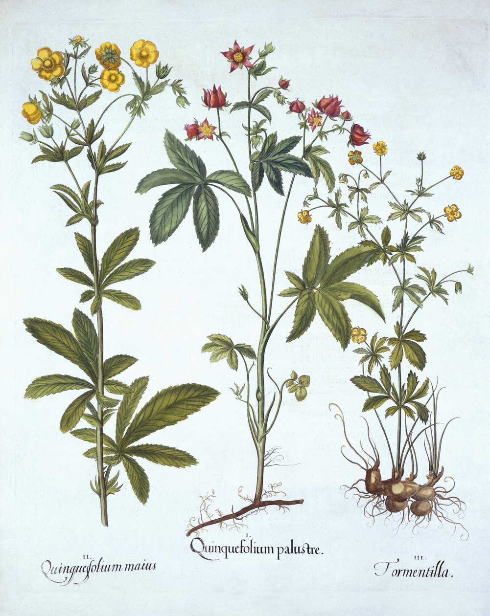 Potentillas, od Hortus Eystettensis, od Basila Beslera (1561-1629), pub. 1613 (ručně kolorovaná rytina) od German School