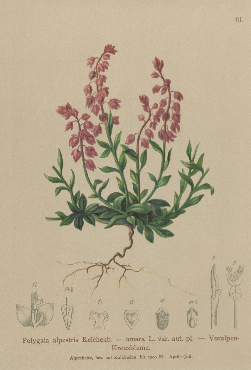 Mléko předalpské (Polygala alpestris, Polygala amara var. aut. pl., Polygala brachyptera) od German School