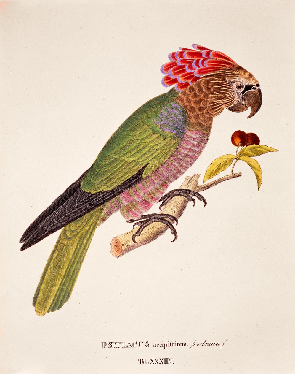 Parrot Hawk, tabulka XXXII z „Avium Species Nova Per Brasiliam“ od Johanna Baptista Von Spixe a Carla Friedricha Von Martiuse od German School