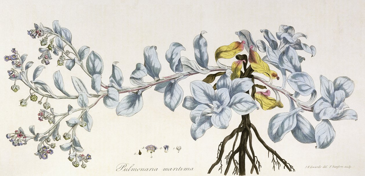 Pulmonaria Maritima, 1785-1788 od German School