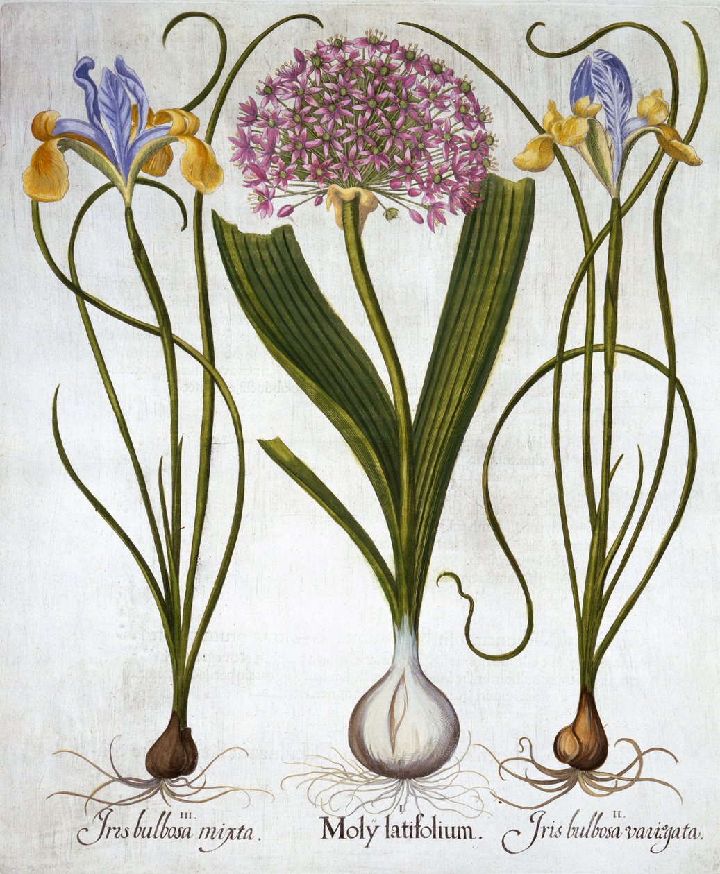 Purple Sensation a španělské kosatce, od Hortus Eystettensis, Basil Besler (1561-1629), hospoda. 1613 (ručně kolorovaná rytina) od German School
