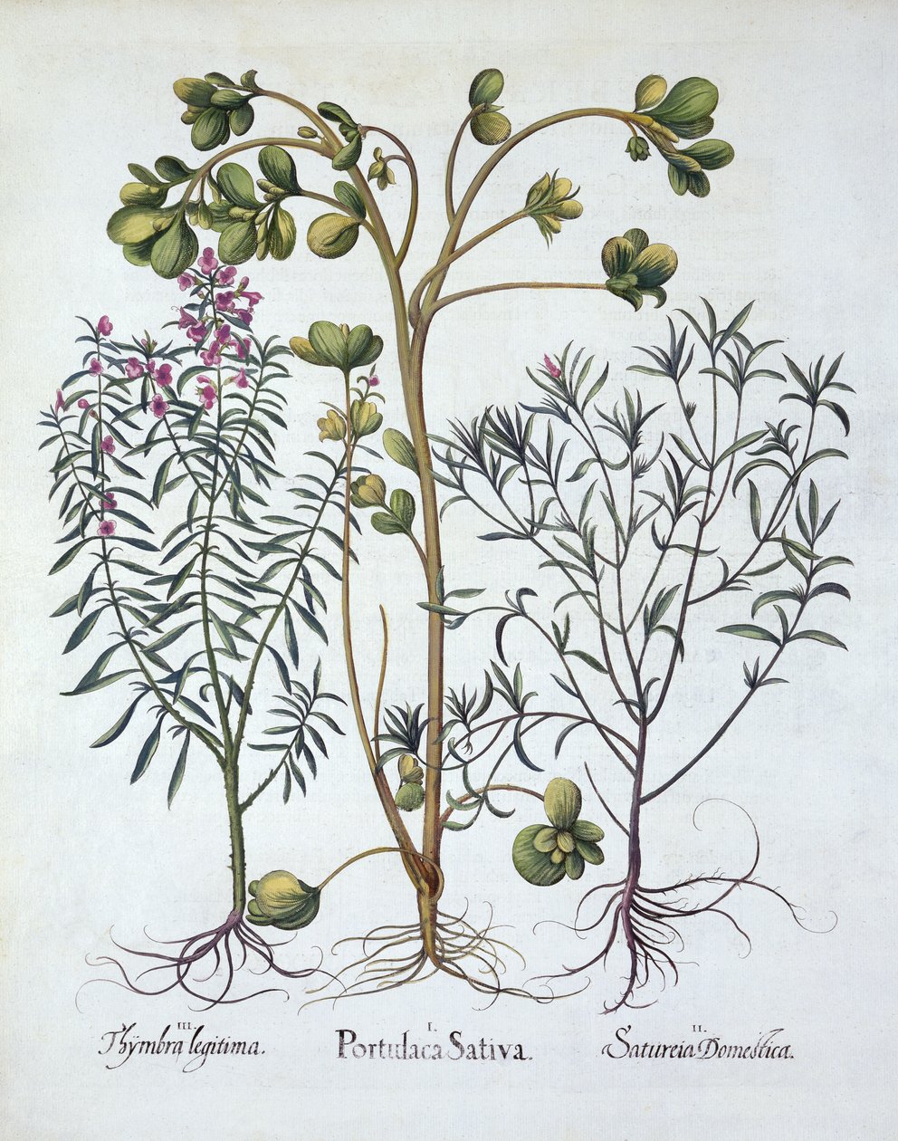Purslane, Summer Savory and Winter Savory, from Hortus Eystettensis, Basil Besler (1561-1629), pub. 1613 (ručně kolorovaná rytina) od German School