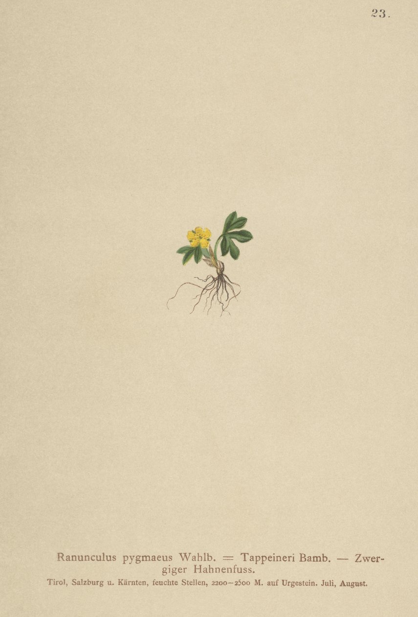 Pygmy Buttercup (Ranunculus pygmaeus, Ranunculus tappeineri, Ranunculus baerianus, Ranunculus pygmaeus var. Langeanu) od German School
