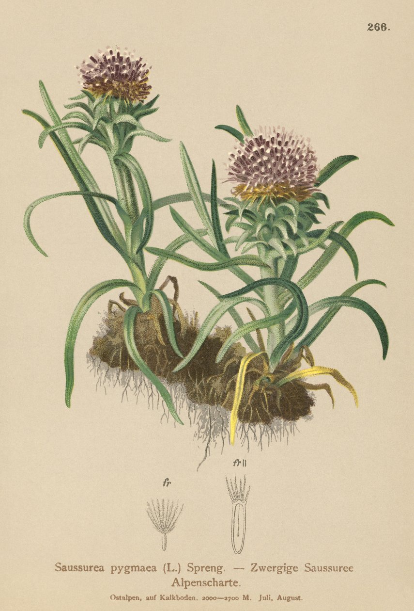 Pygmy Saussurea (Saussurea pygmaea) od German School