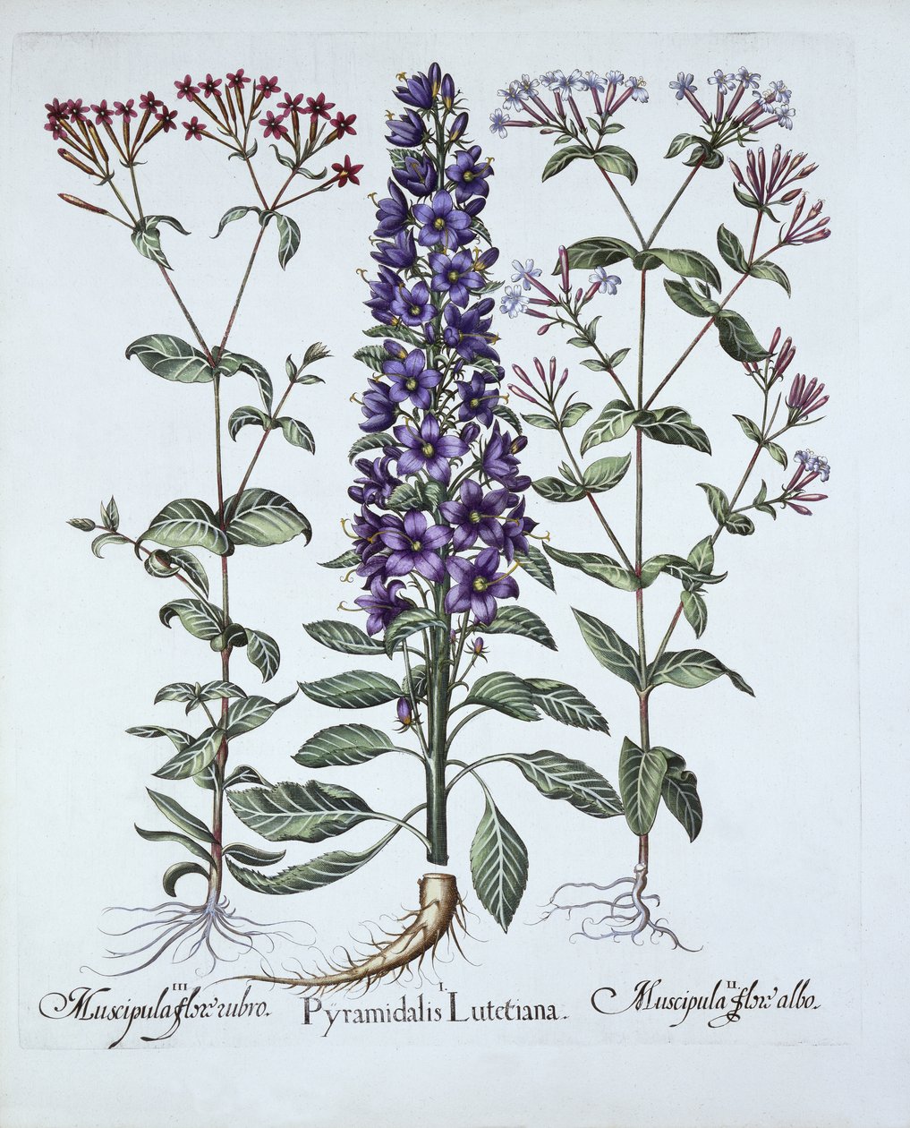 Pyramidal Campanula, Muscipulas, od Hortus Eystettensis, Basil Besler (1561-1629), hospoda. 1613 (ručně kolorovaná rytina) od German School