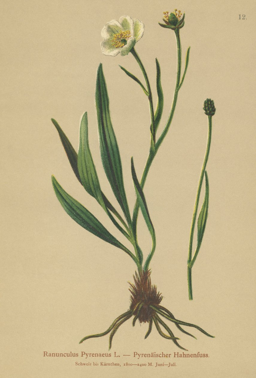 Vranovník pyrenejský (Ranunculus Pyrenaeus) od German School