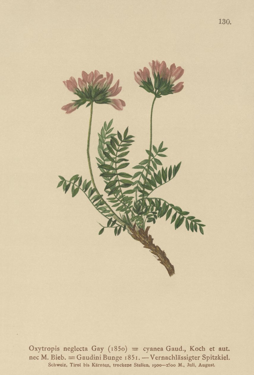 Pyrenejská mléčnice (Oxytropis neglecta, Oxytropis cyanea, Oxytropis Gaudini, Oxytropis albana, Oxytropis caucasica, Oxytropis pyrenaica, Astragalus pyrenaicus). od German School