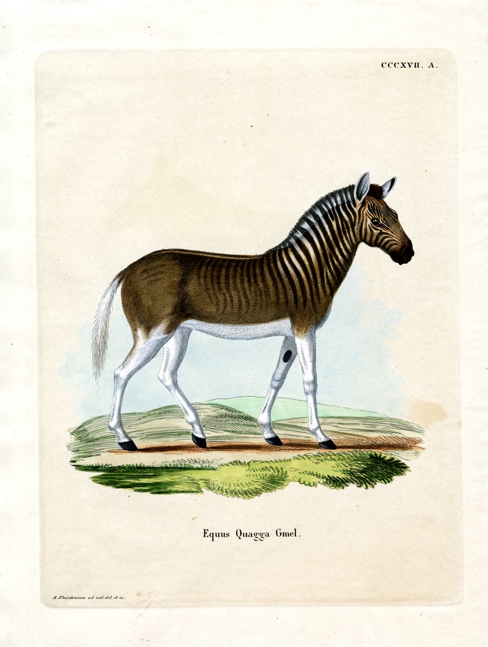 Quagga (barevné rytí) od German School