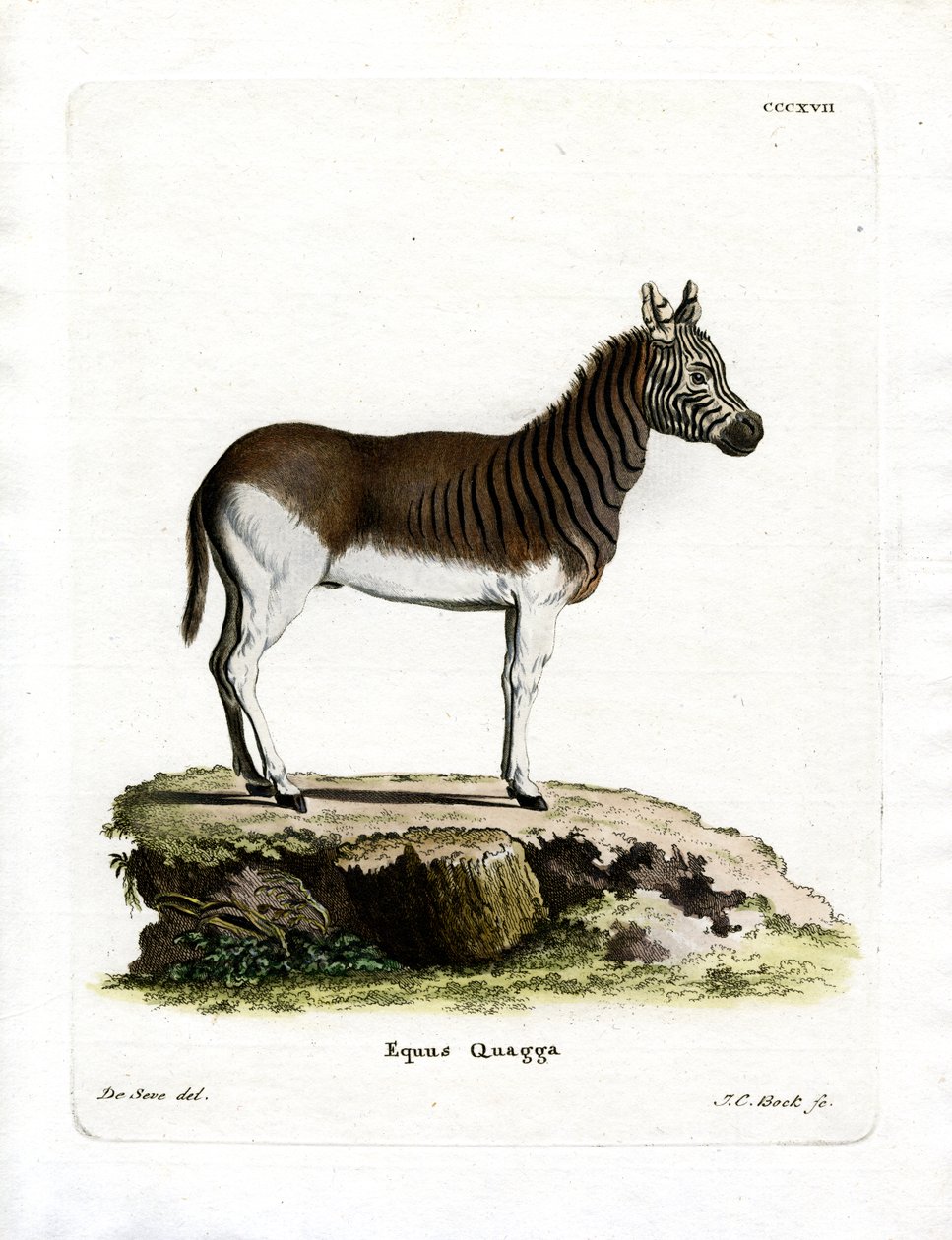 Quagga (barevné rytí) od German School