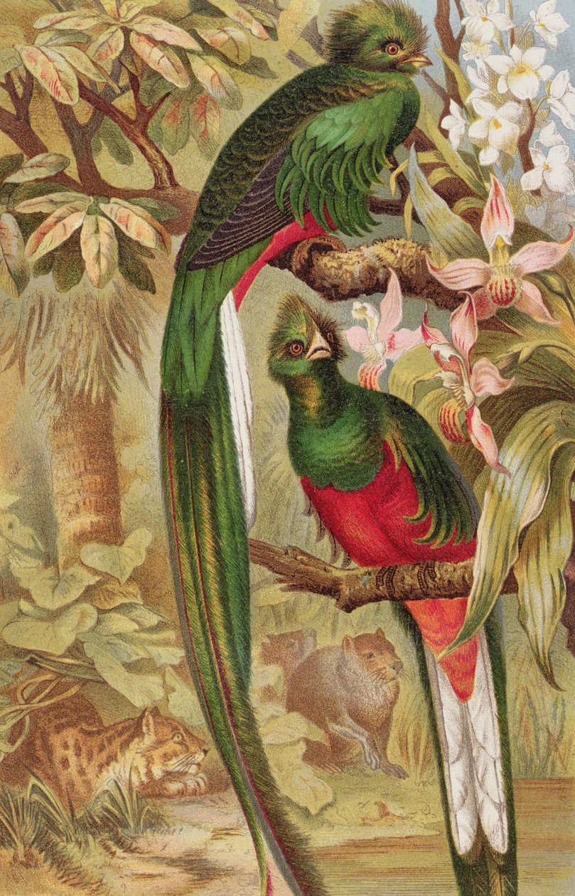 Quetzal, deska z Brehmse Tierleben: Allgemeine Kunde des Tierreichs, sv. 5, s. 6, vydal Bibliographisches Institut, 1892 od German School