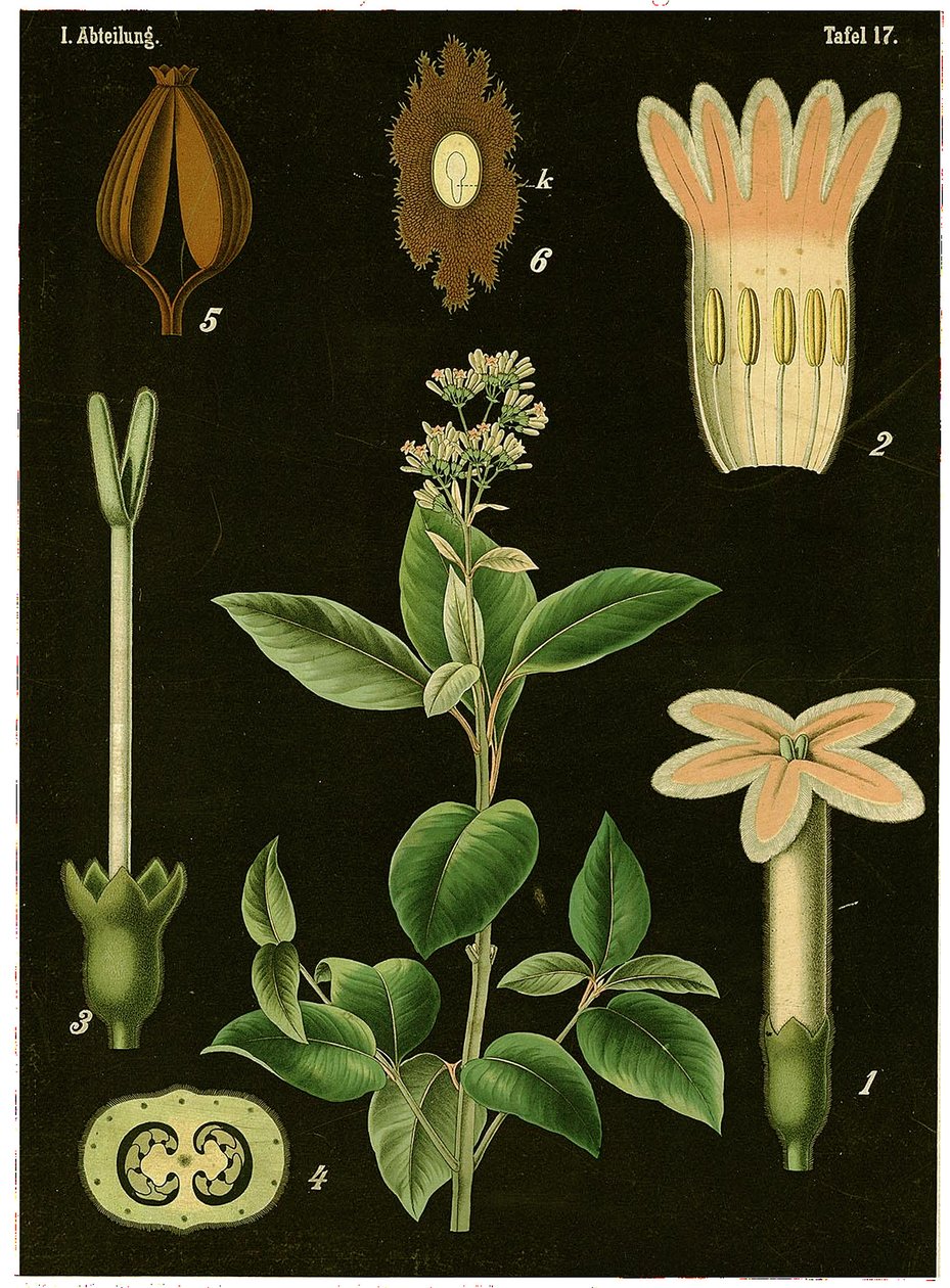 Chininovník (Cinchona Calisaya) kolem roku 1890 (chromolitograf) od German School