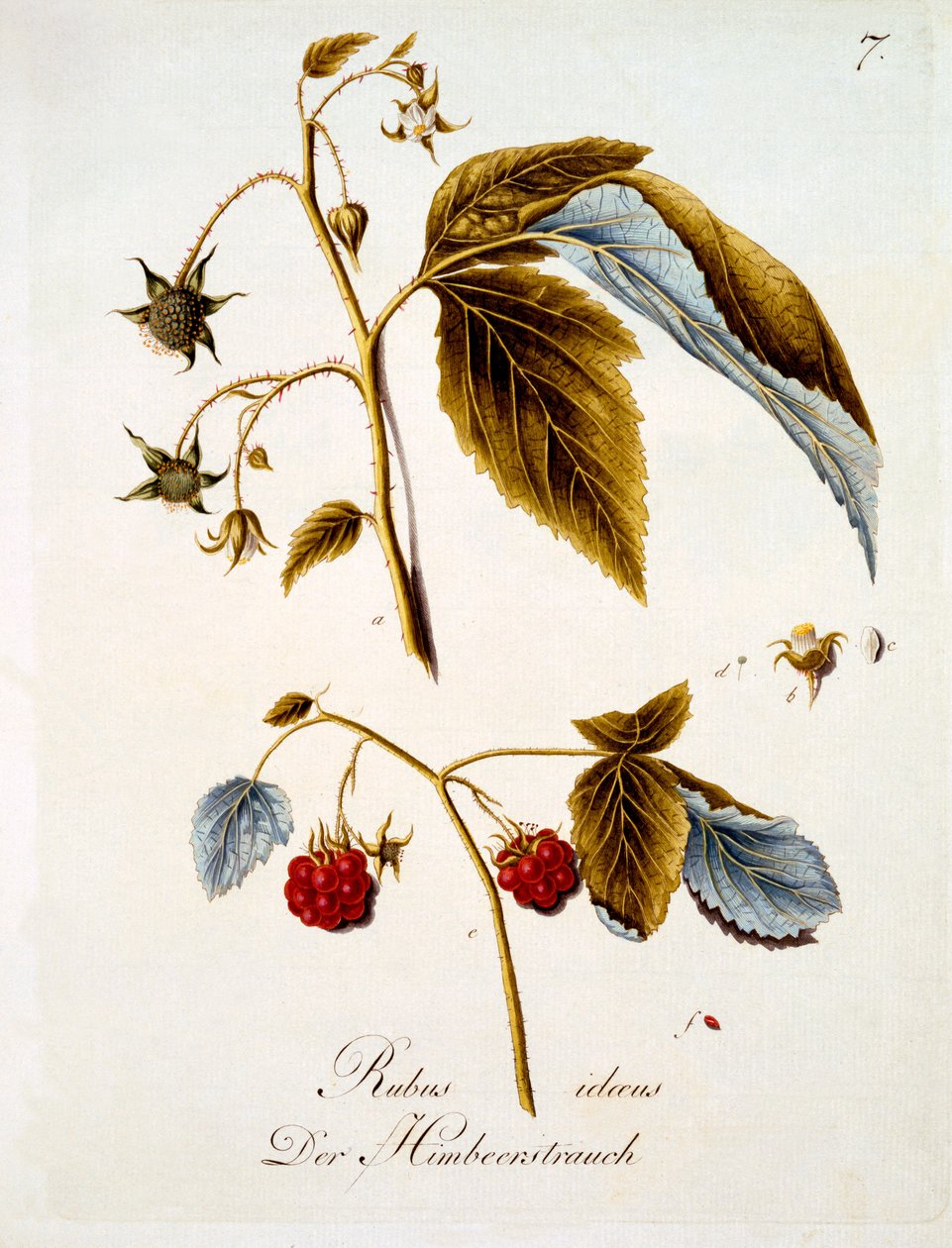 Malina, ilustrace z knihy německých divokých květin od Johanna Daniela von Reittera, vydaná kolem roku 1803-5 od German School