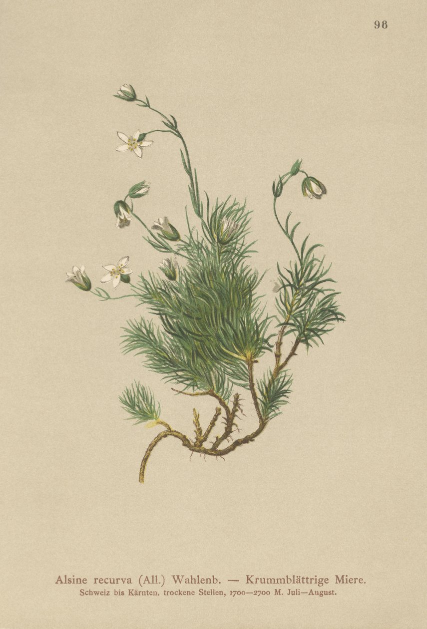 Sandwort znovu zakřivený (Alsine recurva, Minuartia recurva) od German School