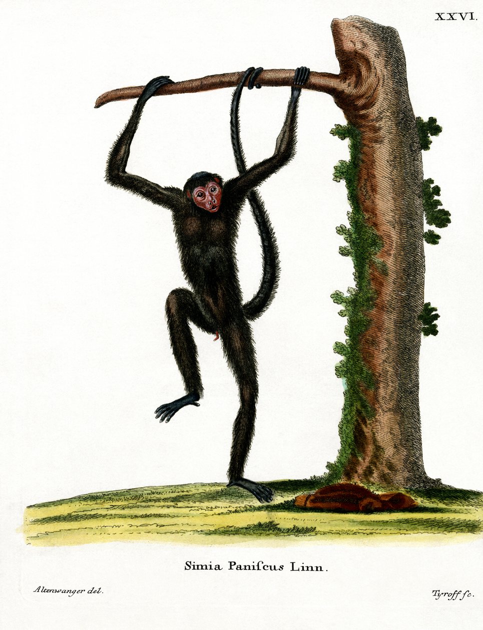 Spider Monkey červenolící (barevná rytina) od German School