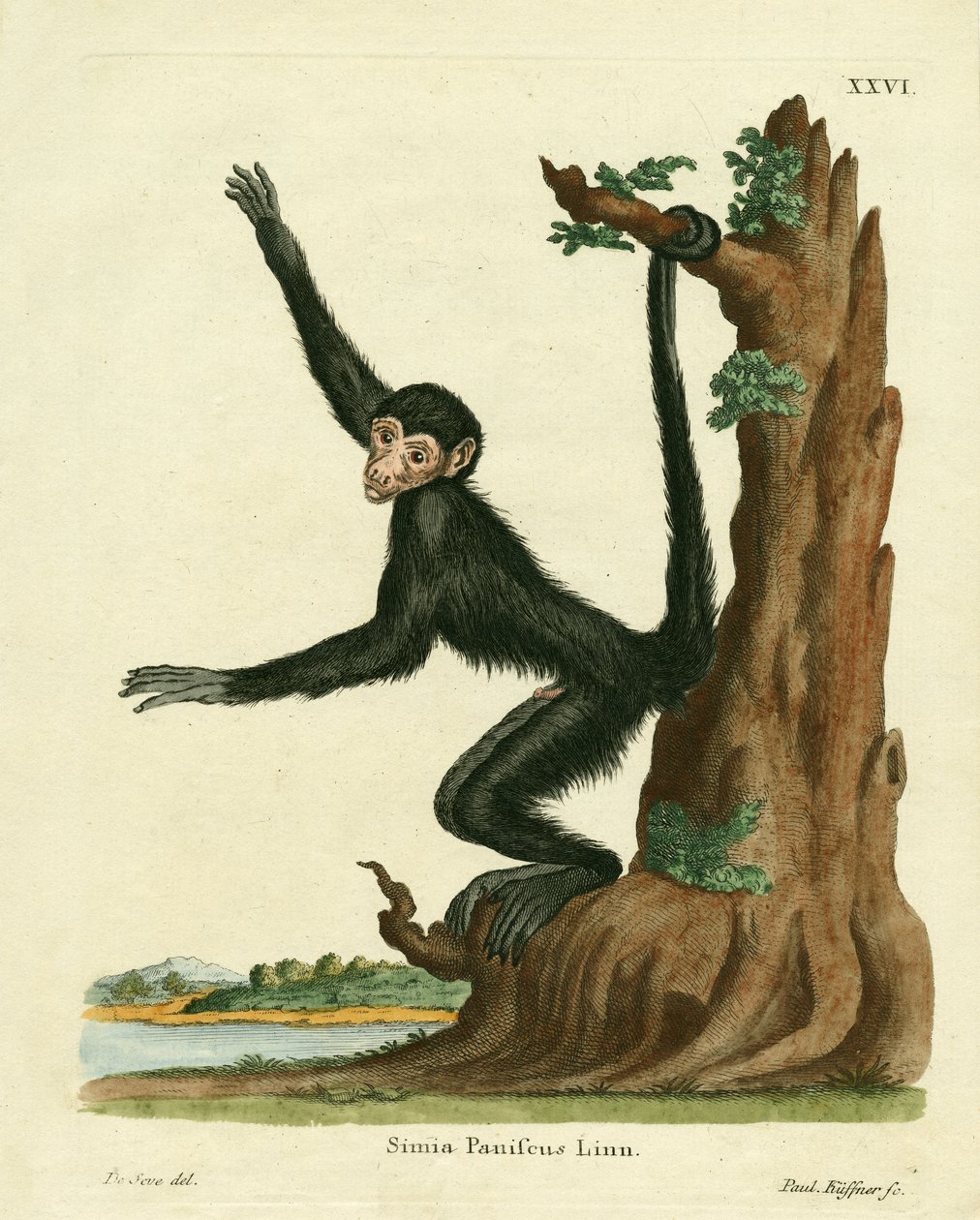 Spider Monkey červenolící (barevná rytina) od German School