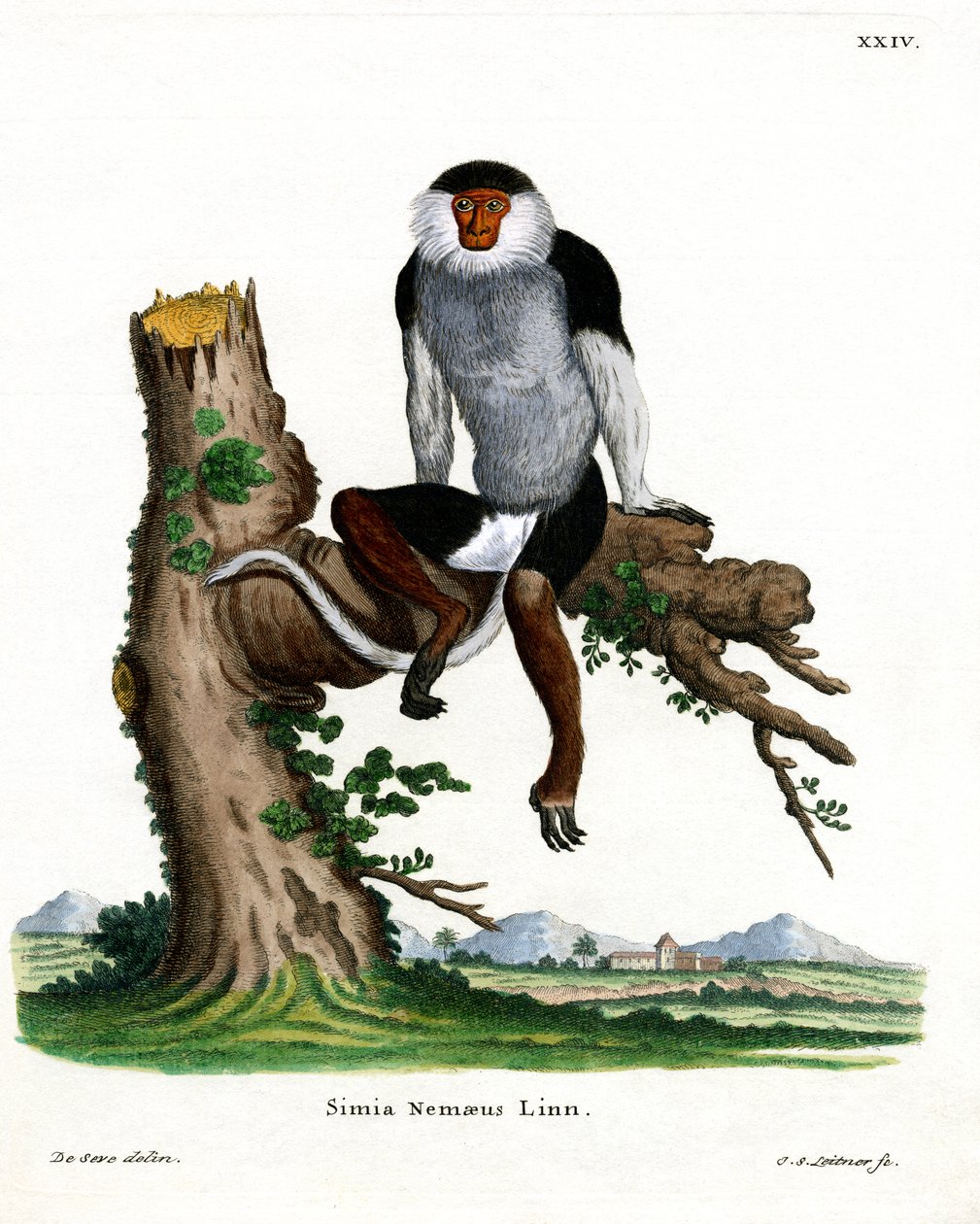 Douc Langur s červenou stopkou (barevná rytina) od German School