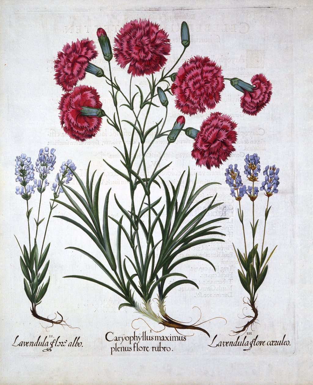 Červený karafiát a levandule, od Hortus Eystettensis, Basil Besler (1561-1629), hospoda. 1613 (ručně kolorovaná rytina) od German School