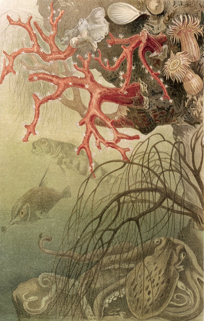Červený korál, deska z Brehms Tierleben: Allgemeine Kunde des Tierreichs, sv. 10, s. 608, vydal Bibliographisches Institut, 1893 od German School
