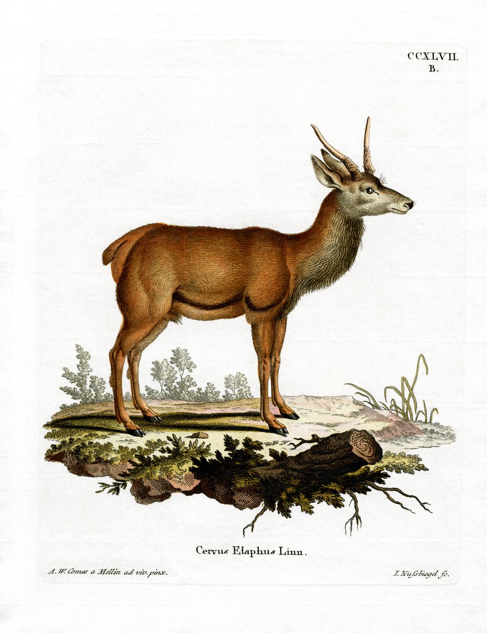 Red Deer (barevné rytí) od German School