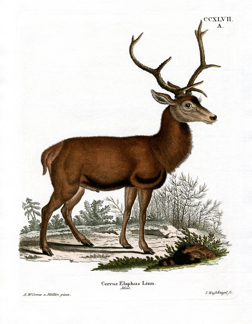 Red Deer (barevné rytí) od German School