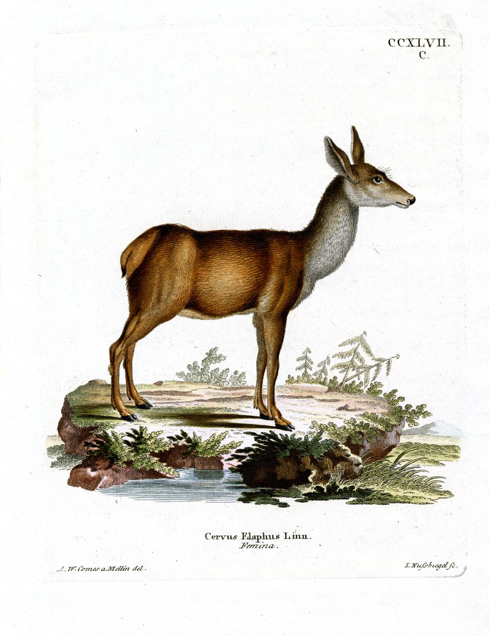 Red Deer (barevné rytí) od German School