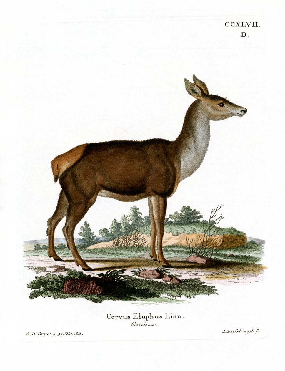 Red Deer (barevné rytí) od German School