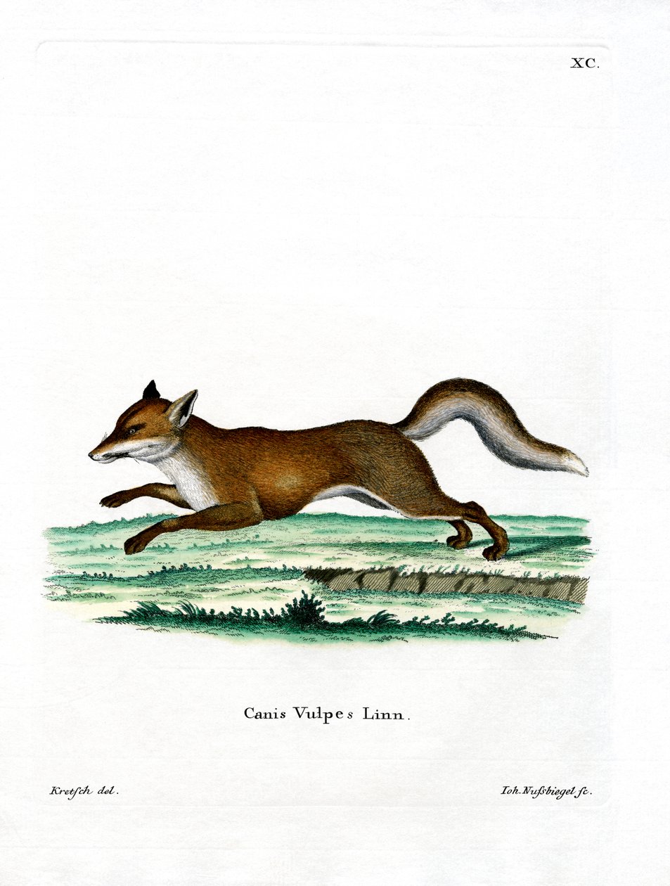 Red Fox (barevné rytí) od German School