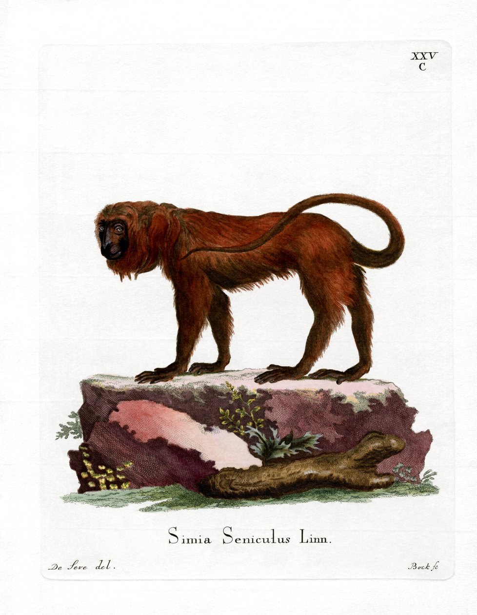Red Howler (barevná rytina) od German School