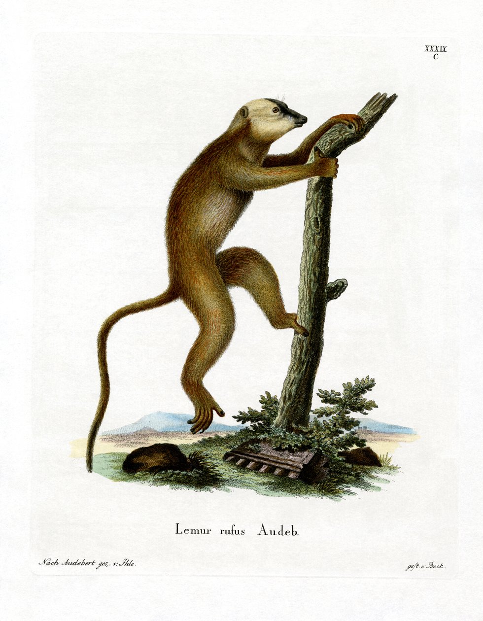 Červený lemur (barevné rytí) od German School