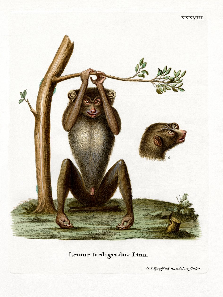 Red Slender Loris (barevná rytina) od German School