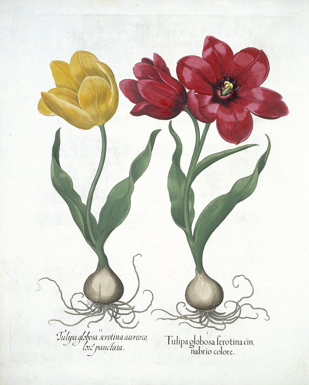 Červený a žlutý tulipán, od Hortus Eystettensis, od Basila Beslera (1561-1629) hospoda. 1613 (ručně kolorovaná rytina) od German School