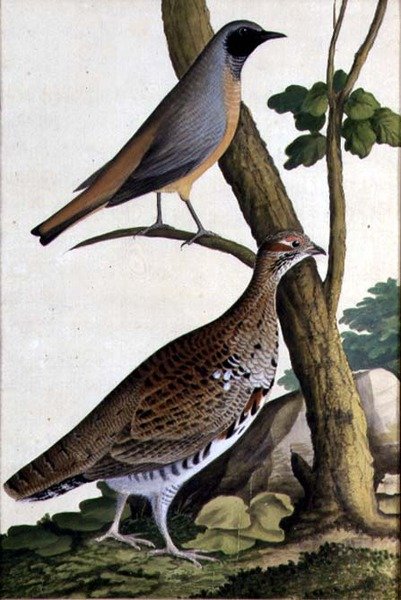 Redstart (Phoenicurus phoenicurus) a Hazel Hen, kolem 1740 (akvarel na papíře) od German School