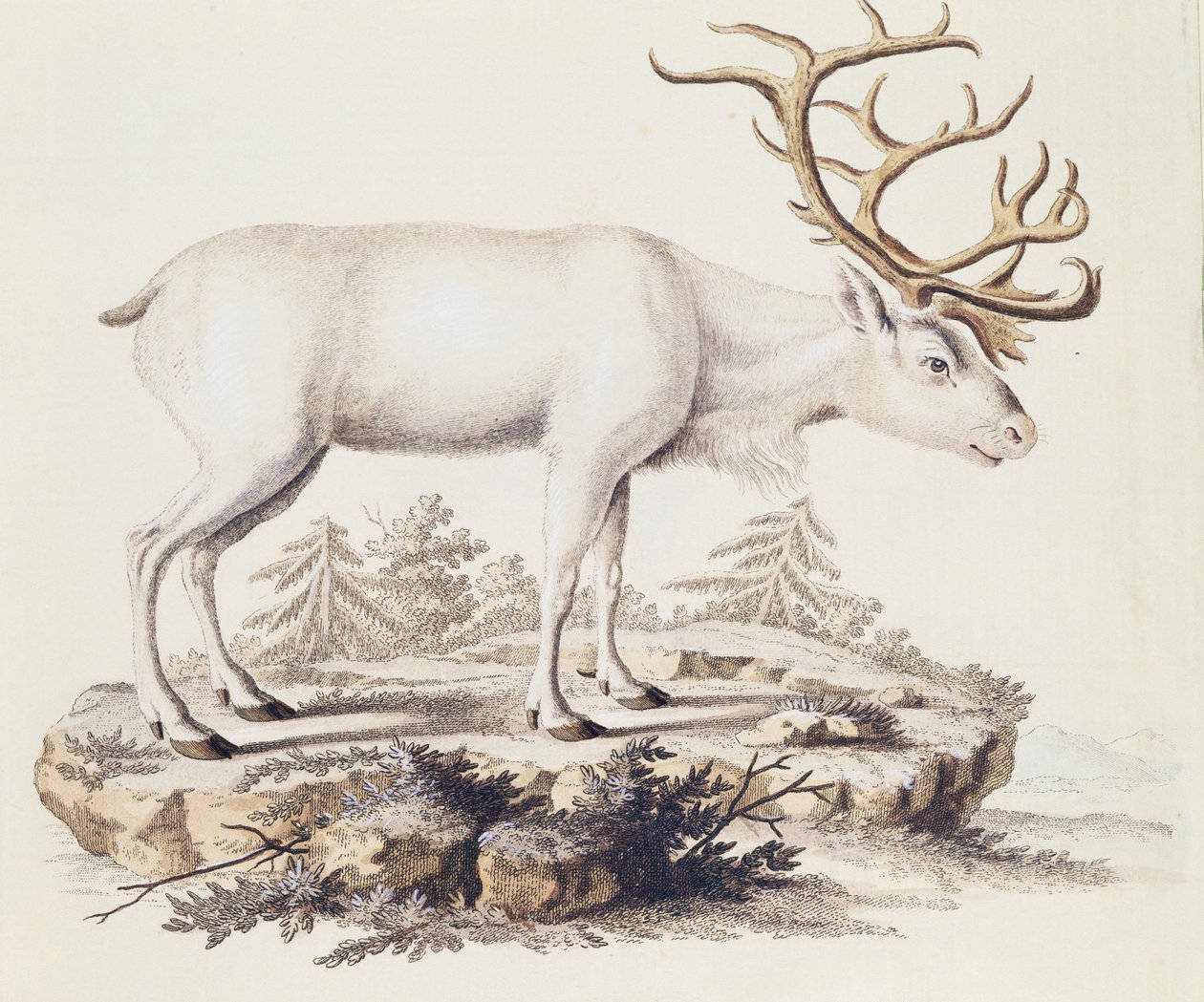 Sob (Cervus tarandus), od savců ilustrovaný z přírody s popisy, od Johanna Christiana Daniela von Schreber (1739-1810), rytina I Nufsbiegel, svazek 5, tabulka 248-C, Německo od German School